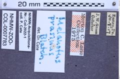 Melanotus prasinus (Blatchley, 1910)